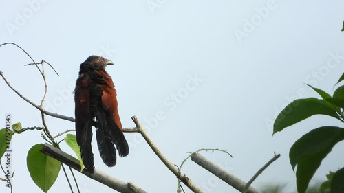 Greater coucal in tree chilling on sunrise UHD MP4 4k Video . photo