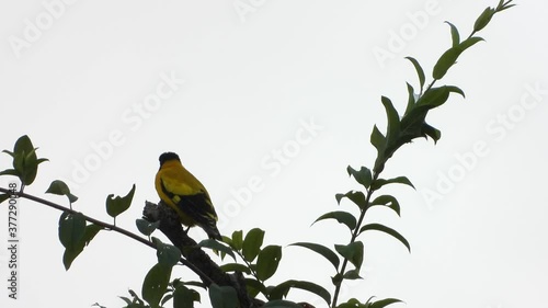 Indian golden oriole in tree UHD MP4 4k. photo