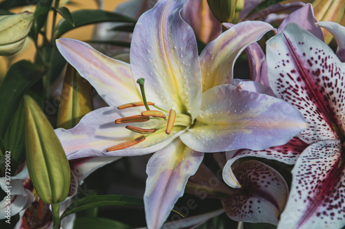large white yellow lily flower in a garden
