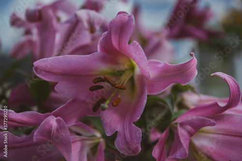 large purple lily flower in a garden