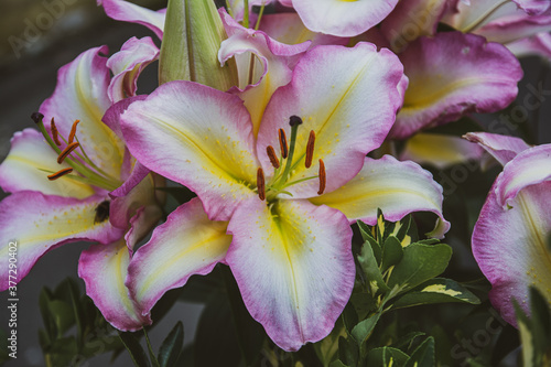 large pink and yellow lily flower in a garden