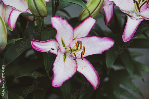 large pink lily flower in a garden