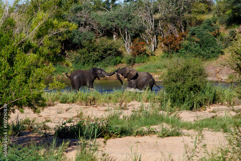 Elephant bulls fighting in a river in the Kruger National Park in the green season in South Africa Elephant bulls fighting in a river in the Kruger National Park in the green season in South Africa
