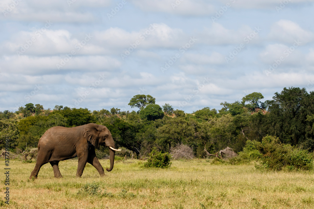 Elephant bull walking in the Kruger National Park in the green season in South Africa Elephant bull walking in the Kruger National Park in the green season in South Africa