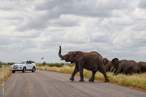 Elephant herd crossing the road  in the Kruger National Park in the green season in South Africa