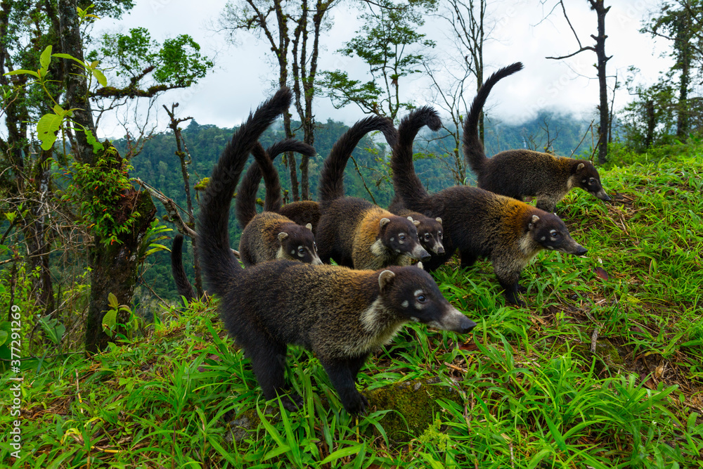 Obraz premium White-nosed coati (Nasua narica), Alajuela Region, Costa Rica, Central America, America