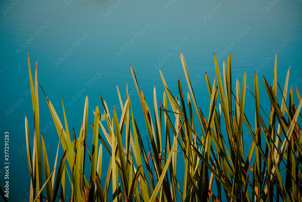 Background image of marsh grass on a blue water background