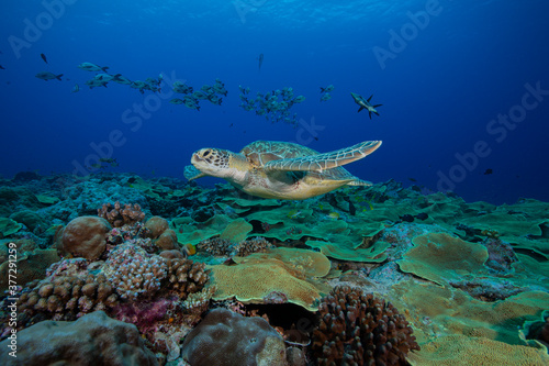 Large female green turtle swims towards camera over tropical colourful coral reef in Micronesia