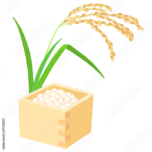 升　枡に入ったお米と稲穂