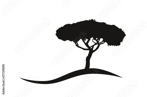 mediterranean vector umbrella pine tree silhouette