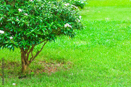 Gerdenia crape jasmine white flower tree in garden and green grass fliled with space