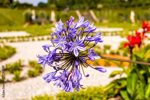 Foto Flor violeta en los jardines de un castillo en Dinamarca