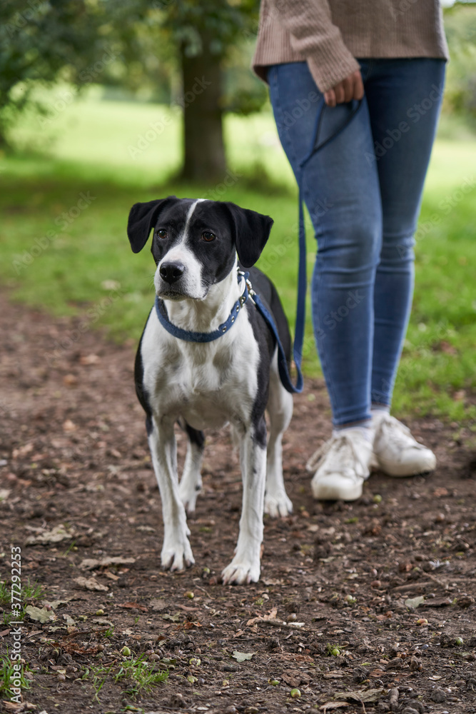 Pet dog and owner standing on footpath Pet dog and owner standing on footpath