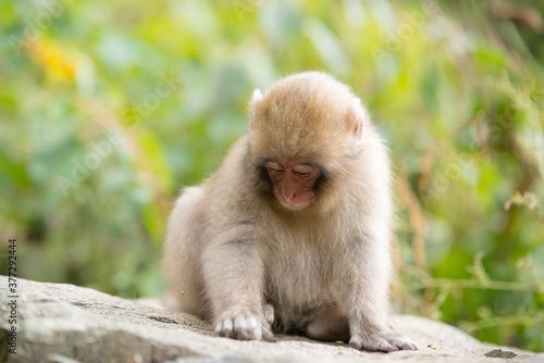 ニホンザルの自由で楽しい暮らしのポートレート 猿のかわいい姿 © Sou