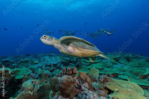 Large female green turtle swims towards camera over tropical colourful coral reef in Micronesia