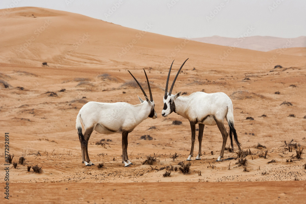 Naklejka premium White Oryx in the desert 