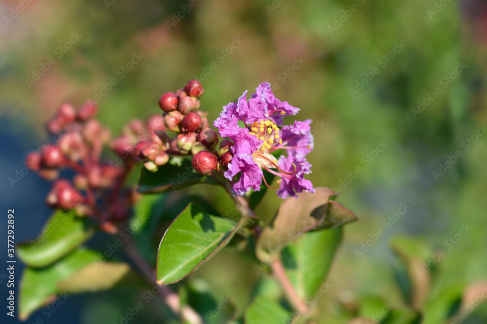 Crepe myrtle Crepe myrtle