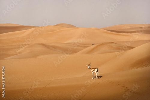 Lone impala in the Arabian desert at sunrise 