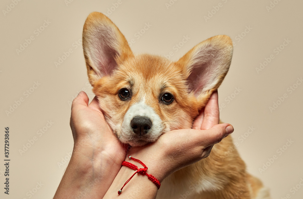 Adorable cute puppy Welsh Corgi Pembroke put her face on the mistress's hand on light background