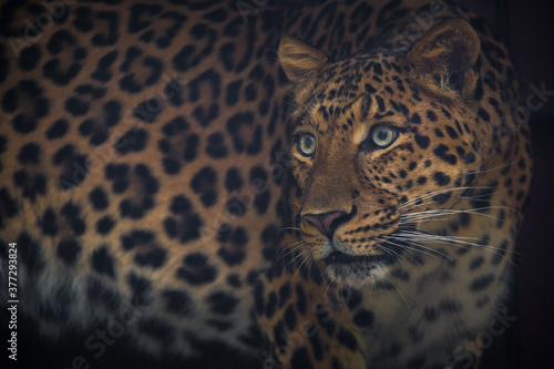 Chinese leopard portrait from nature photo