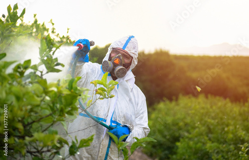 Farmer in protective clothes spray pesticides. Farm worker spray pesticide insecticide on fruit lemon trees. Ecological insecticides.