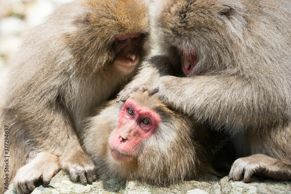 ニホンザルの毛づくろい 猿のかわいい姿