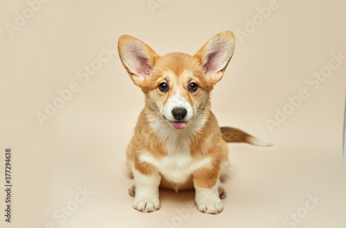 Adorable cute puppy Welsh Corgi Pembroke shows tongue and sitting on light background