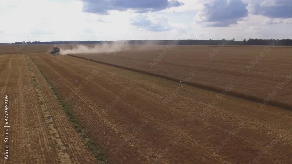 Storks Near Combine Harvesters In Agricultural Fields On A Sunny Summer Evening. Aerial Arc Track Left Storks Near Combine Harvesters In Agricultural Fields On A Sunny Summer Evening. Aerial Arc Track Left
