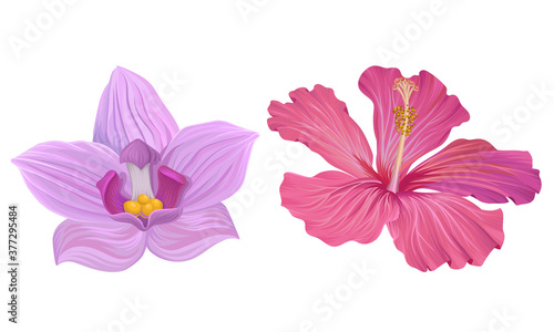 Tropical Flora with Hibiscus and Orchid Flower Vector Set