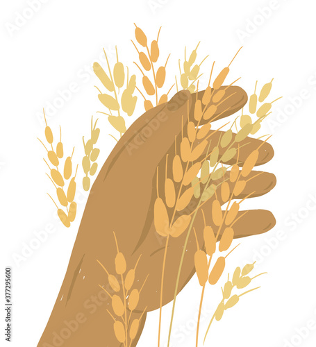 Human hand with ears of wheat. Farmer holding ripe grain. Harvest in farm land. Man checking crop. Autumn season. Agriculture or farming concept. Agricultural activity. Isolated vector illustration