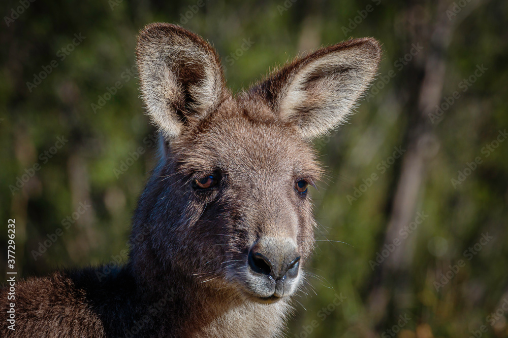 Eastern Grey Kangaroo male head study