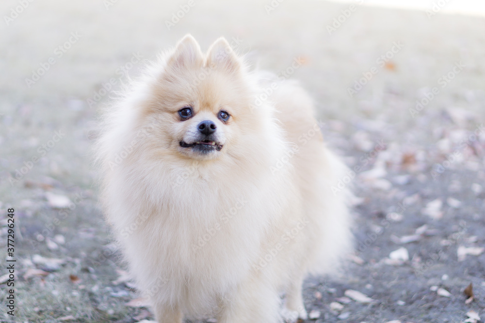 ポメラニアン 犬 ポメ 小型犬 ポメラニアン 犬 ポメ 小型犬