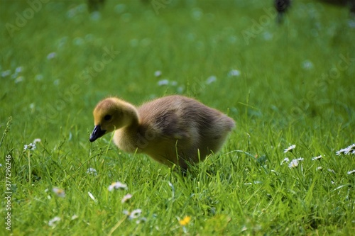 Cute tiny baby goose in park closeup