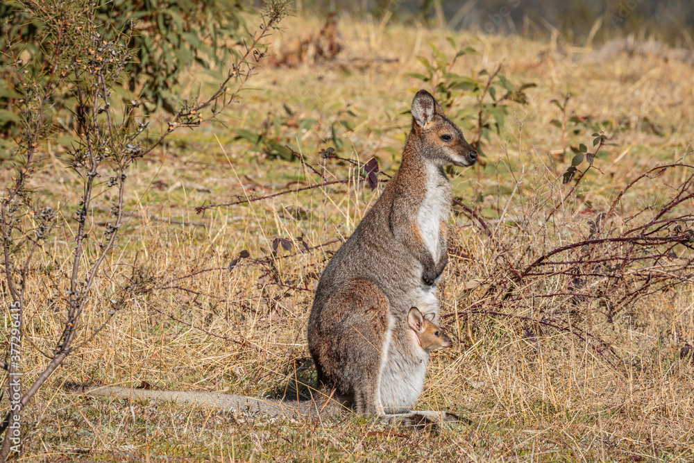 Red-necked Wallaby and joey Red-necked Wallaby and joey
