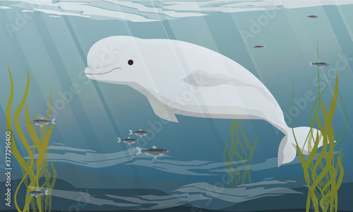 The beluga whale swims in cold ocean water. Ocean floor with dark sand, long algae and schools of fish. Aquatic mammals of the Arctic. Realistic vector landscape
