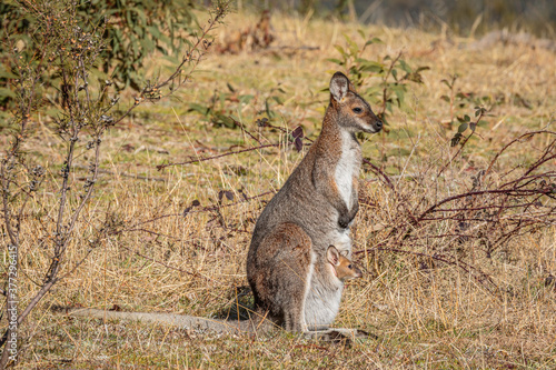 Red-necked Wallaby and joey