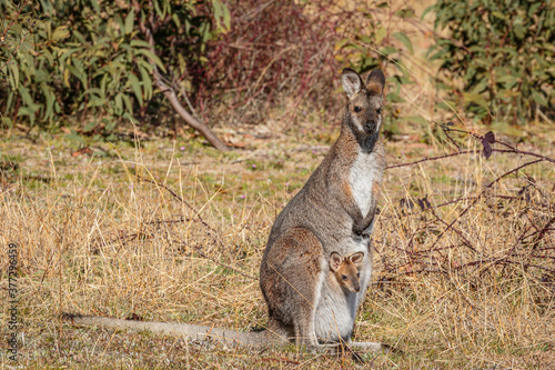 Red-necked Wallaby and joey