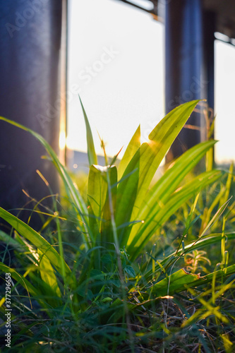 Pandanus amaryllifolius , pandan leaf plants photo