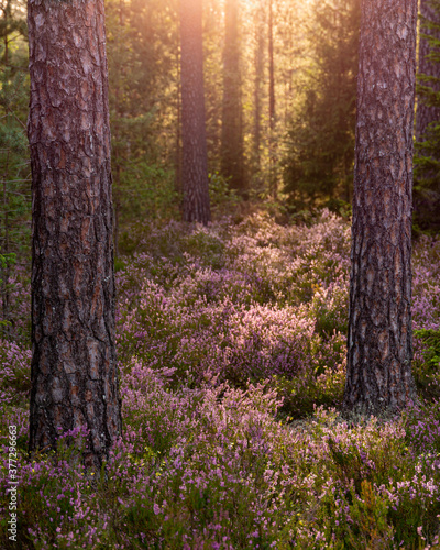 Heather field in forest with sun rays shining through the trees in August in Latvia