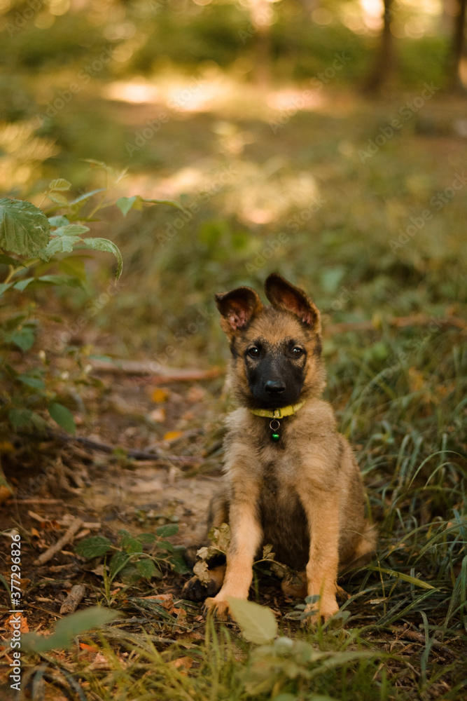 Cute puppy posing in forest. German shepherd, belgian malinois, mix breed Cute puppy posing in forest. German shepherd, belgian malinois, mix breed