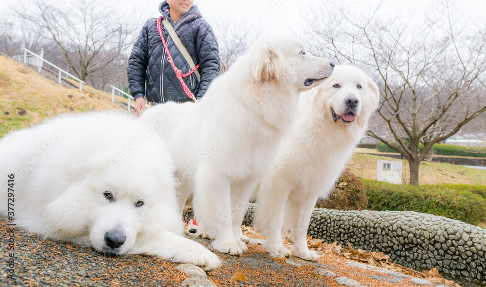 グレートピレニーズ　超大型犬　犬　白い犬　ピレネー