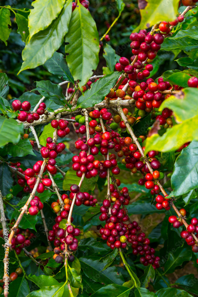 Coffee Plantation, Doka Estate,  Alajuela, Costa Rica, Central America, America