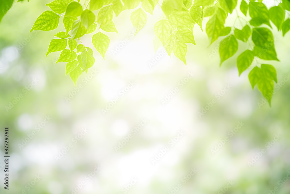 Concept nature view of green leaf on blurred greenery background in garden and sunlight with copy space using as background natural green plants landscape, ecology, fresh wallpaper concept.