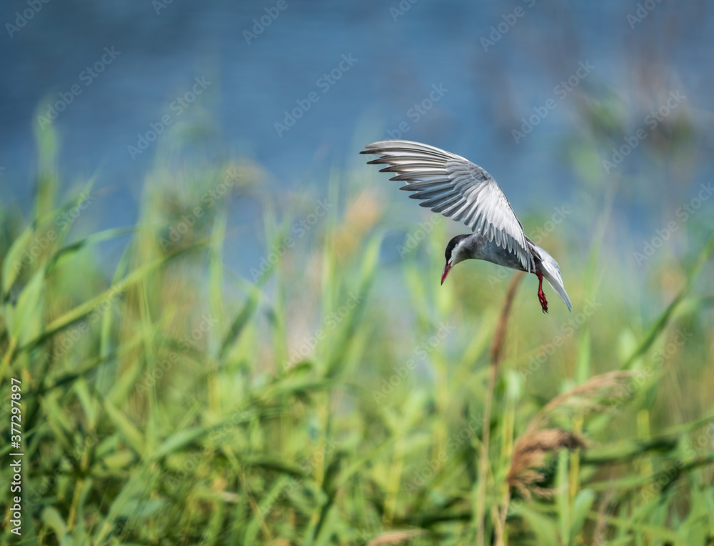 Common tern in flight with open wings Common tern in flight with open wings