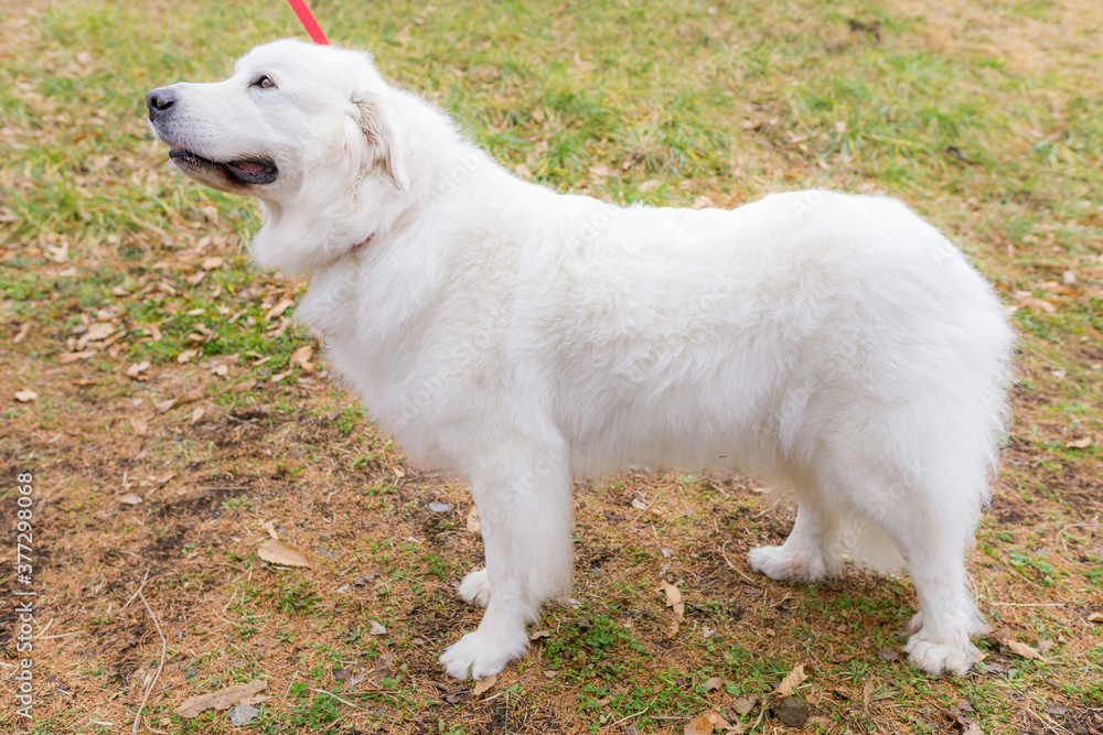 グレートピレニーズ 超大型犬 犬 白い犬 ピレネー グレートピレニーズ 超大型犬 犬 白い犬 ピレネー