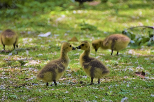 Cute tiny baby geese  in park © VV Shots
