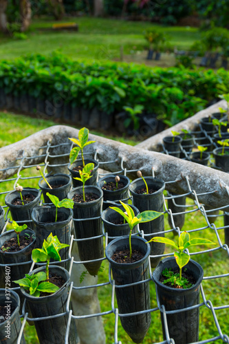 Coffee Plantation, Doka Estate,  Alajuela, Costa Rica, Central America, America photo