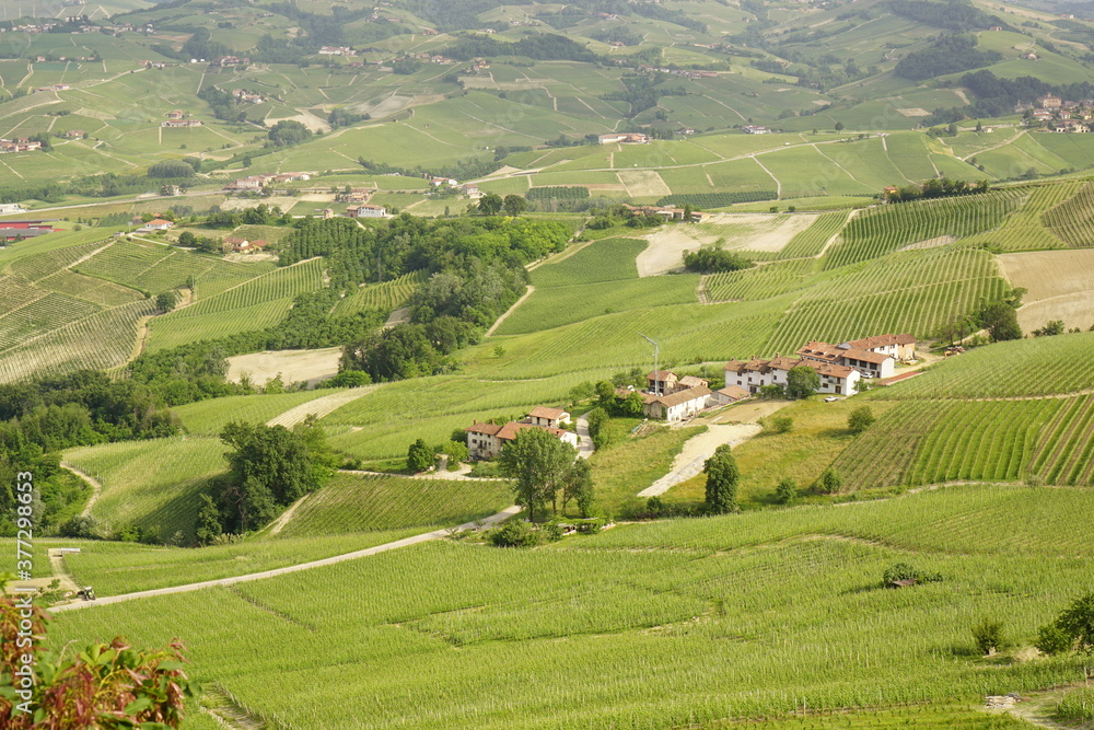 Vineyards in the Langhe wine district, Piedmont