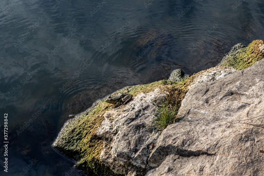 a stone on the river bank on which a frog sits. Clouds are reflected in the water