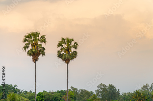 Beautiful high asian palmyra palm with golden sky background in Thailand. Sugar palm with copy space.